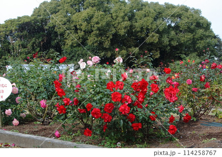 荒尾市　おもやい市民花壇　バラの花、 114258767