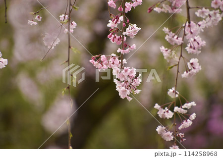 可憐なピンクの枝垂れ桜 可憐なピンクの枝垂れ桜 114258968