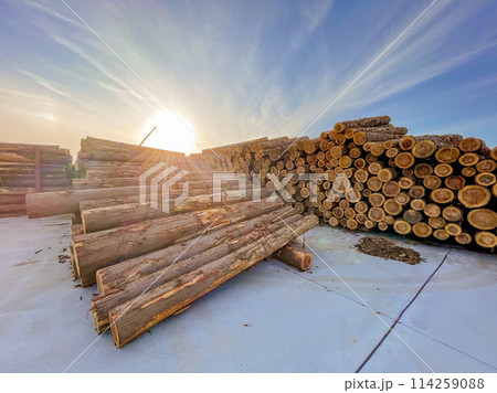 積み上げられた丸太 114259088