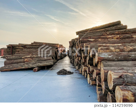 積み上げられた丸太 積み上げられた丸太 114259090
