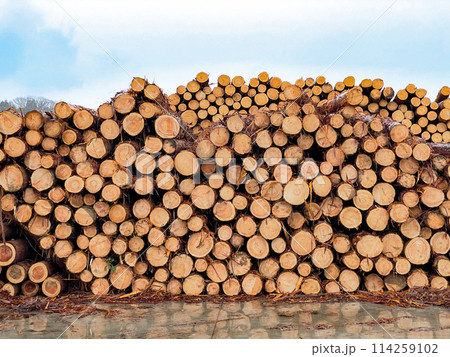 積み上げられた丸太 114259102