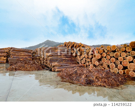 積み上げられた丸太 積み上げられた丸太 114259122