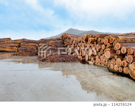 積み上げられた丸太 積み上げられた丸太 114259124