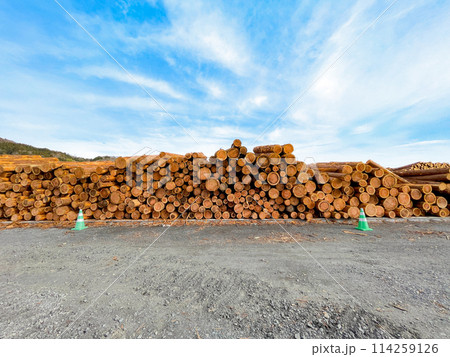 積み上げられた丸太 積み上げられた丸太 114259126