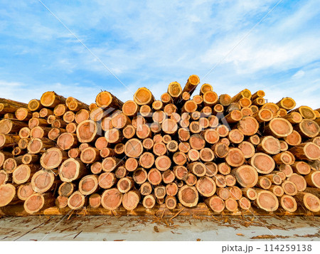 積み上げられた丸太 114259138