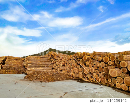 積み上げられた丸太 積み上げられた丸太 114259142