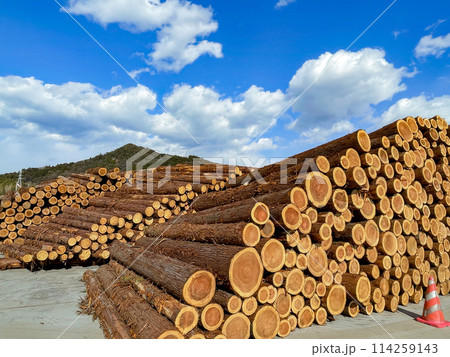 積み上げられた丸太 積み上げられた丸太 114259143