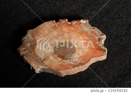 珪化木 珪化木 114259192