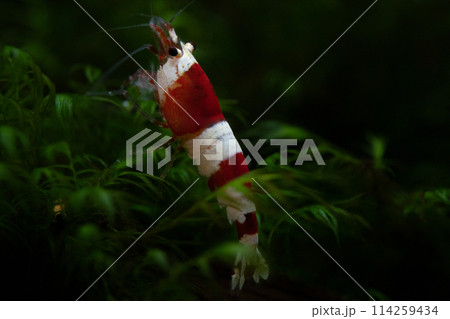 ビーシュリンプ単体のマクロ写真 114259434