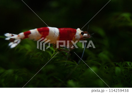 ビーシュリンプ単体のマクロ写真 ビーシュリンプ単体のマクロ写真 114259438