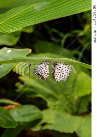 ゴイシシジミ 114259500