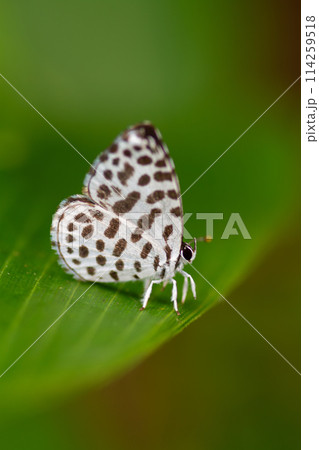 ゴイシシジミ 114259518