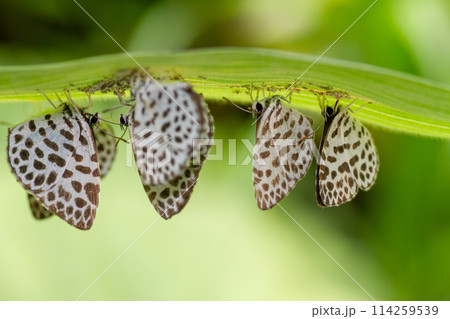 ゴイシシジミ ゴイシシジミ 114259539