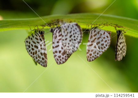 ゴイシシジミ 114259541