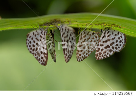 ゴイシシジミ 114259567