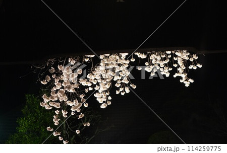 妖艶な夜桜が信州信濃の西念寺境内にライトアップされていました。 妖艶な夜桜が信州信濃の西念寺境内にライトアップされていました。 114259775