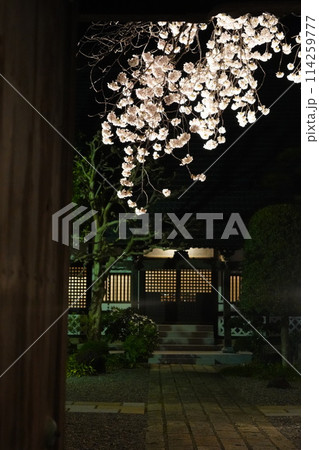 妖艶な夜桜が信州信濃の西念寺境内にライトアップされていました。 妖艶な夜桜が信州信濃の西念寺境内にライトアップされていました。 114259777