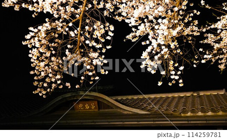 妖艶な夜桜が信州信濃の西念寺境内にライトアップされていました。 114259781