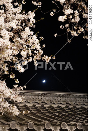 妖艶な夜桜が信州信濃の西念寺境内にライトアップされていました。 妖艶な夜桜が信州信濃の西念寺境内にライトアップされていました。 114259800