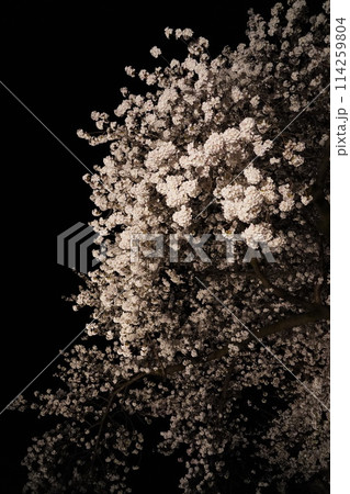 妖艶な夜桜が信州信濃の西念寺境内にライトアップされていました。 妖艶な夜桜が信州信濃の西念寺境内にライトアップされていました。 114259804