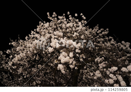 妖艶な夜桜が信州信濃の西念寺境内にライトアップされていました。 妖艶な夜桜が信州信濃の西念寺境内にライトアップされていました。 114259805