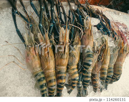 Overhead view of Giant Tiger Prawns or Penaeus monodon kept fresh on a bed of crushed iced, sold on the seafood market Overhead view of Giant Tiger Prawns or Penaeus monodon kept fresh on a bed of crushed iced, sold on the seafood market 114260131