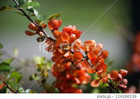 Branch adorned with luminous orange quince blossoms Branch adorned with luminous orange quince blossoms 114260139