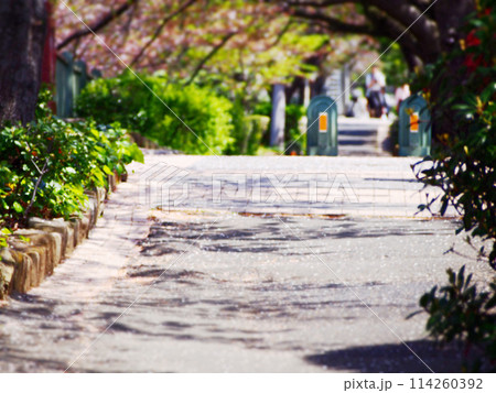 桜並木のやさしい木漏れ日 114260392