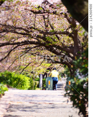 桜並木のやさしい木漏れ日 114260400