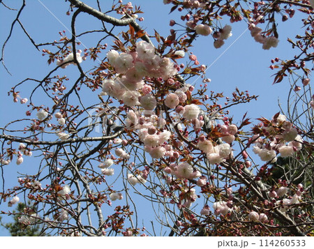 八重の桜は遅咲きのサクラ 114260533