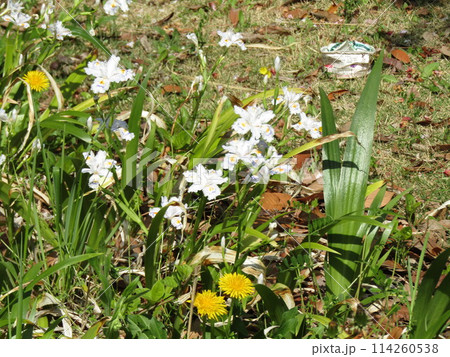 お寺さんに関係有りそうな名前のシャガの花 114260538