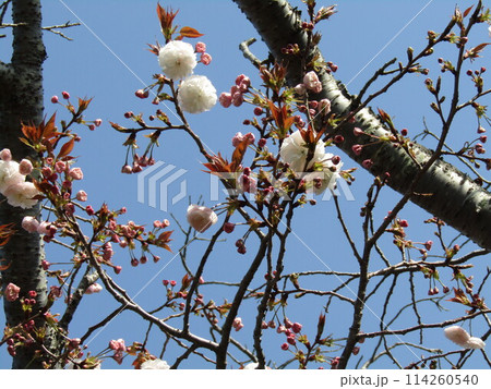 咲き始めた八重の桜は遅咲きのサクラ 咲き始めた八重の桜は遅咲きのサクラ 114260540