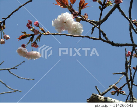 咲き始めた八重の桜は遅咲きのサクラ 114260542