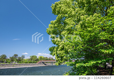 新緑の宇治川風景　京都府宇治市 114260607