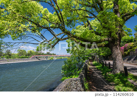 新緑の宇治川風景 京都府宇治市 新緑の宇治川風景 京都府宇治市 114260610
