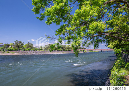 新緑の宇治川風景　京都府宇治市 114260626