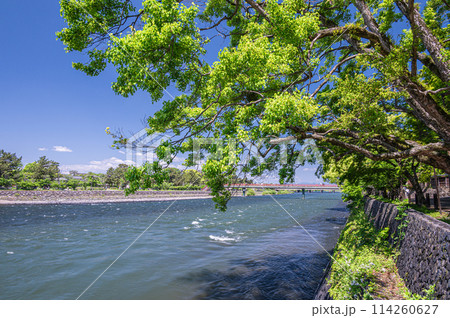 新緑の宇治川風景 京都府宇治市 新緑の宇治川風景 京都府宇治市 114260627