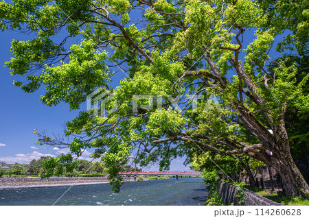 新緑の宇治川風景　京都府宇治市 114260628