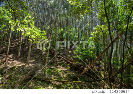 木漏れ日射す新緑の雑木林 京都府宇治市 木漏れ日射す新緑の雑木林 京都府宇治市 114260634