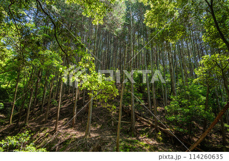 木漏れ日射す新緑の雑木林　京都府宇治市 114260635