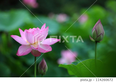蓮の花のある風景 114260672