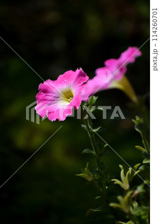 ペチュニアの花 ペチュニアの花 114260701