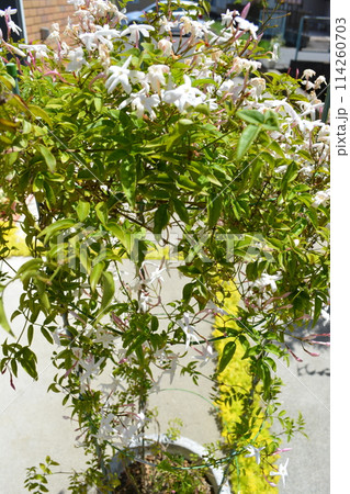 香りがすごいジャスミンの花 香りがすごいジャスミンの花 114260703