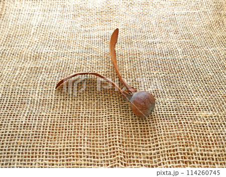 2つの翼を持つ不思議な木の実、フタバガキの実の写真 114260745