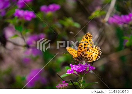 ヒョウモンチョウと花 114261046