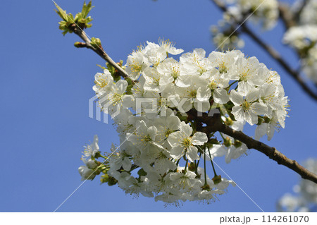 Sweet cherry 114261070