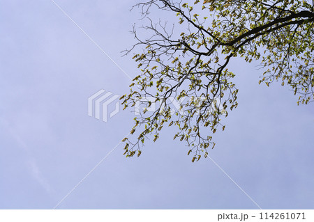 European hop hornbeam 114261071