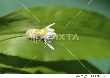 Wild garlic 114261072