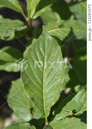 Alpine Honeysuckle 114261073