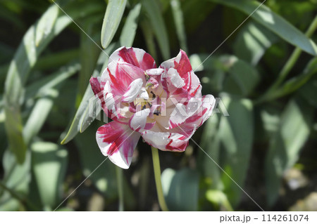 Tulip Carnaval de Nice 114261074